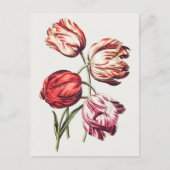 ヴィンテージ植物イラストレーション ポストカード (正面)