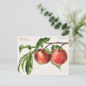 ヴィンテージ植物イラストレーション ポストカード (スタンド正面)