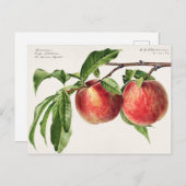 ヴィンテージ植物イラストレーション ポストカード (正面/裏面)