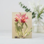 ヴィンテージ植物イラストレーション ポストカード (スタンド正面)