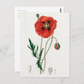 ヴィンテージ植物イラストレーション ポストカード (正面/裏面)