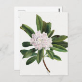 ヴィンテージ植物イラストレーション ポストカード (正面/裏面)