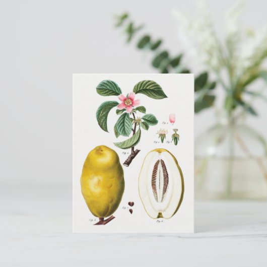 ヴィンテージ植物イラストレーション ポストカード (スタンド正面)