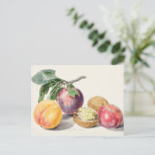 ヴィンテージ植物イラストレーション ポストカード (スタンド正面)