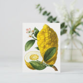 ヴィンテージ植物イラストレーション ポストカード (スタンド正面)