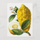 ヴィンテージ植物イラストレーション ポストカード (正面)