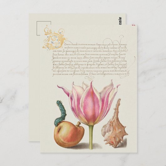 ヴィンテージ植物イラストレーション ポストカード (正面/裏面)