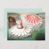 ヴィンテージ植物イラストレーション ポストカード (正面/裏面)