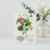 ヴィンテージ植物イラストレーション ポストカード (スタンド正面)
