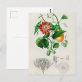 ヴィンテージ植物イラストレーション ポストカード (正面/裏面)