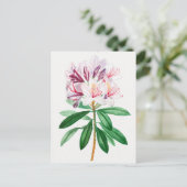 ヴィンテージ植物イラストレーション ポストカード (スタンド正面)