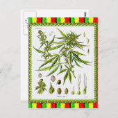 ヴィンテージ植物イラストレーション, 1897 – 雑草 ポストカード (正面/裏面)