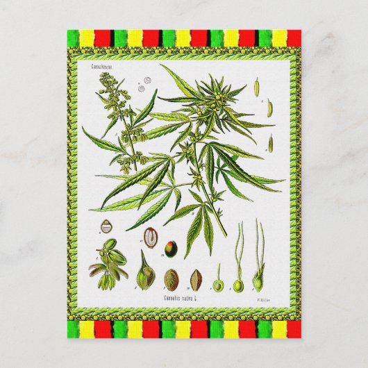 ヴィンテージ植物イラストレーション, 1897 – 雑草 ポストカード (正面)
