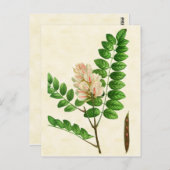 ヴィンテージ植物バラ開花ロクストツリー ポストカード (正面/裏面)