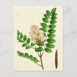 ヴィンテージ植物バラ開花ロクストツリー ポストカード