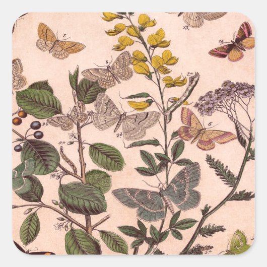 ヴィンテージ植物フローライラストレーション野草 スクエアシール (正面)