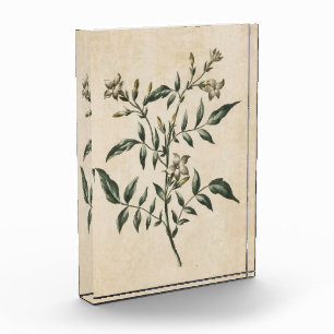 ヴィンテージ植物フローラジャスミン フォトブロック