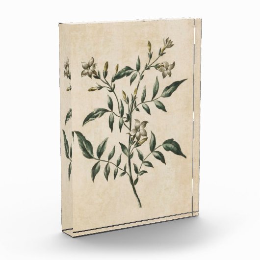 ヴィンテージ植物フローラジャスミン フォトブロック (左)
