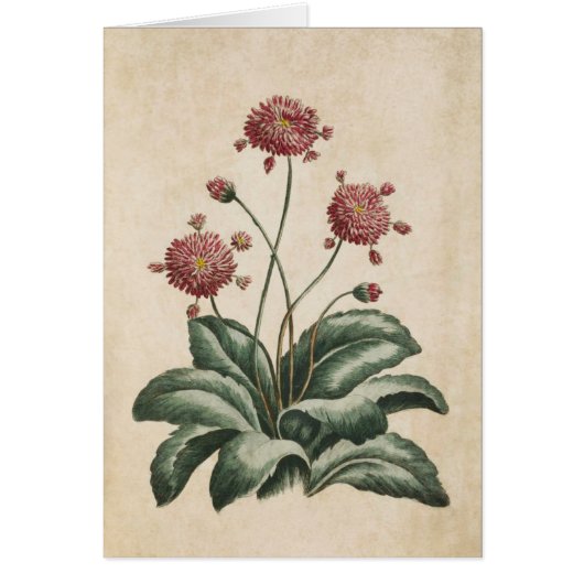 ヴィンテージ植物フローラデイジーイラストレーション (正面)