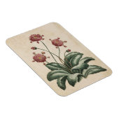 ヴィンテージ植物フローラデイジー磁石 マグネット (右側)