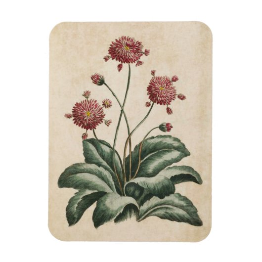 ヴィンテージ植物フローラデイジー磁石 マグネット (縦)