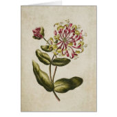 ヴィンテージ植物フローラハニーサックルイラストレーション (正面)