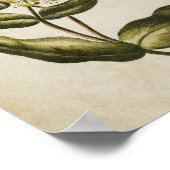 ヴィンテージ植物フローラハニーサックルプリント ポスター (角)