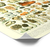 ヴィンテージ植物プリントキノコ科学ポスター ポスター (角)