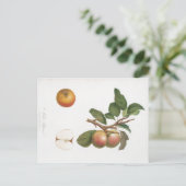 ヴィンテージ植物プリントリンゴ及び分枝はがき ポストカード (スタンド正面)