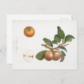 ヴィンテージ植物プリントリンゴ及び分枝はがき ポストカード (正面/裏面)