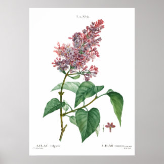 ヴィンテージ植物プリント共通薄紫ポスター ポスター