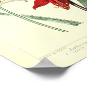 ヴィンテージ植物ポスター – オーキッドフラワー ポスター (角)