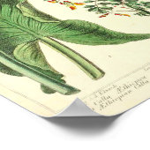 ヴィンテージ植物ポスター – ワイルドフラワー ポスター (角)