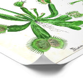 ヴィンテージ植物ポスター – 肉食植物 ポスター (角)