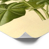 ヴィンテージ植物勉強アイビーリーブゲラニウムイルスト ポスター (角)