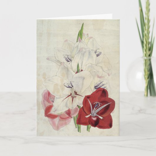 ヴィンテージ植物品種グラジオラス カード (正面)