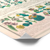 ヴィンテージ植物図 ポスター (角)