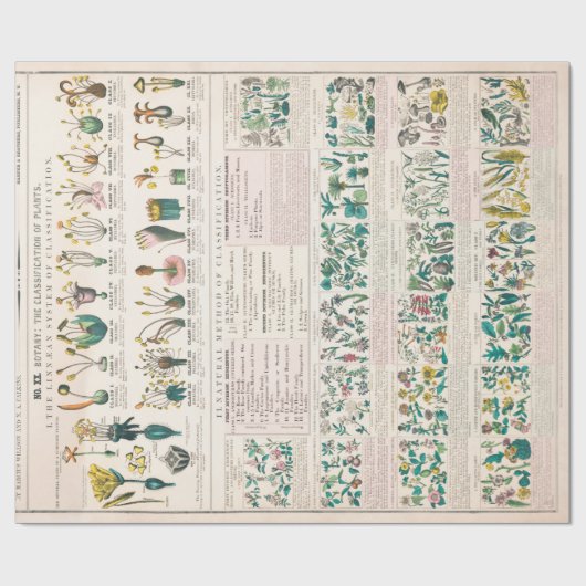 ヴィンテージ植物図：植物の分類 ラッピングペーパー (フラット)