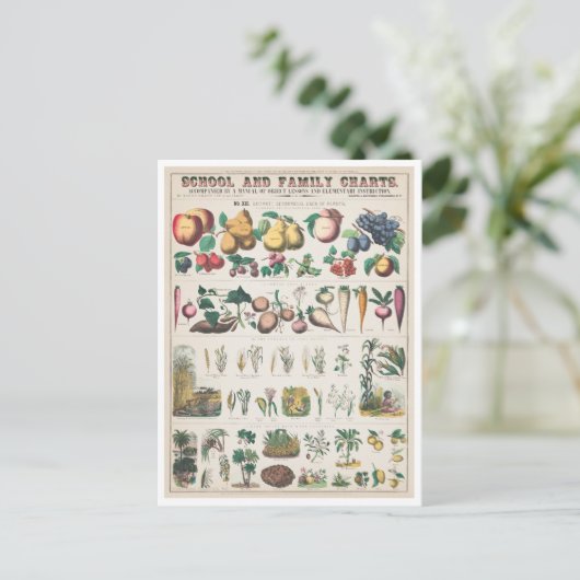 ヴィンテージ植物図：植物の経済的利用 ポストカード (スタンド正面)