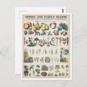 ヴィンテージ植物図:植物の経済的利用 ポストカード (正面/裏面)