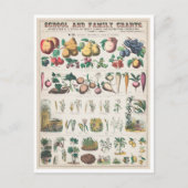 ヴィンテージ植物図：植物の経済的利用 ポストカード (正面)