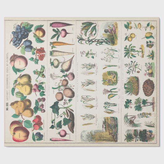 ヴィンテージ植物図：植物の経済的利用 ラッピングペーパー (フラット)