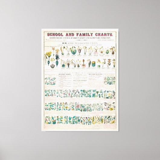 ヴィンテージ植物図：植物分類 キャンバスプリント (正面)