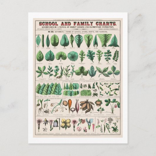 ヴィンテージ植物図：葉花 ポストカード (正面)