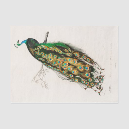 ヴィンテージ植物孔雀ピーコックピーフクロウ 薄葉紙 (正面)
