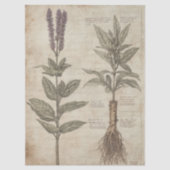ヴィンテージ植物学の科学的チャート ハーブ ラベンダー 薄葉紙 (正面)