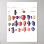 ヴィンテージ植物学ポスター – ジャガイモ遺伝学 ポスター (正面)