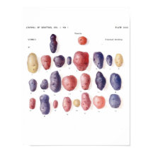 ヴィンテージ植物学ポスター – ジャガイモ遺伝学