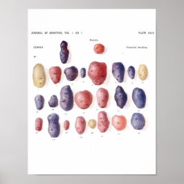 ヴィンテージ植物学ポスター – ジャガイモ遺伝学 ポスター