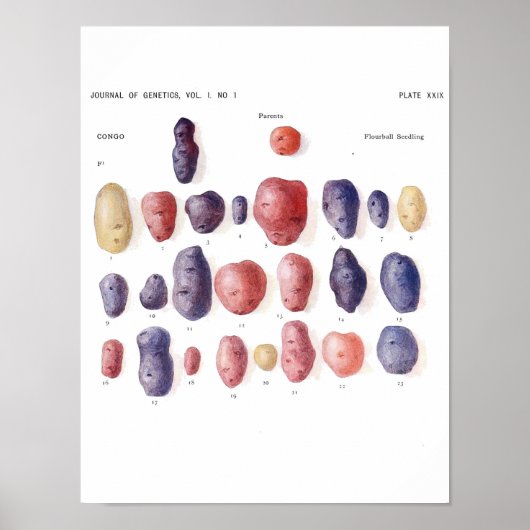 ヴィンテージ植物学ポスター – ジャガイモ遺伝学 ポスター (正面)